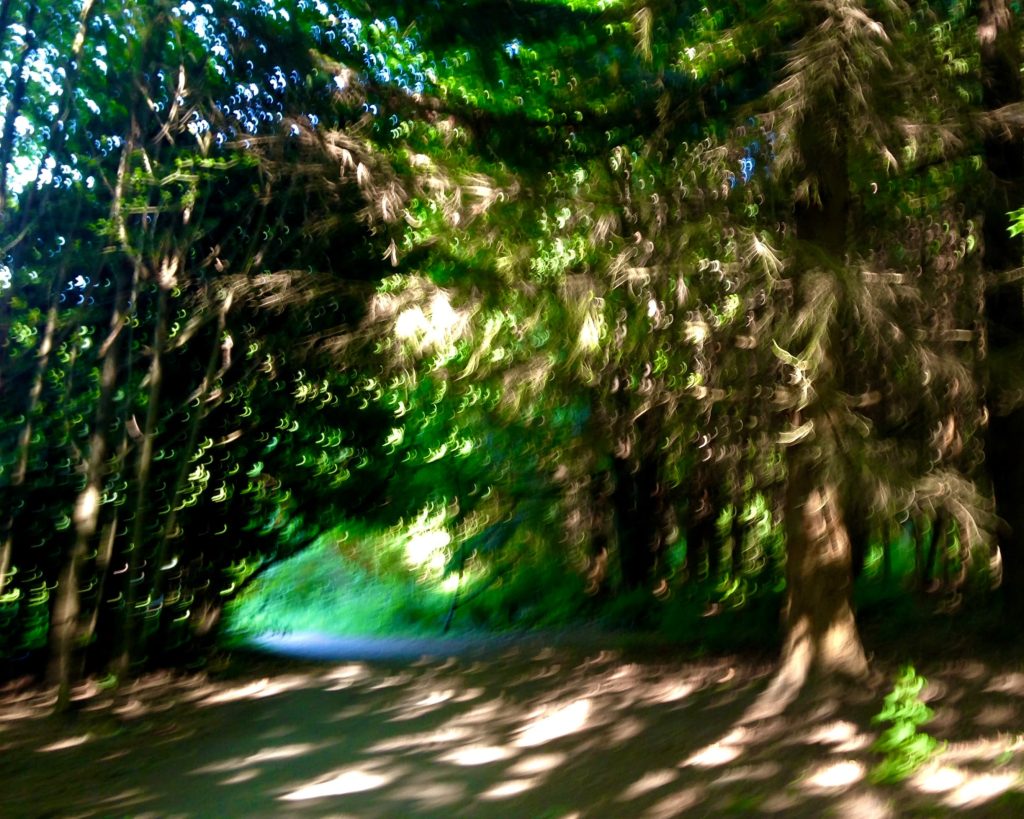 Alchemy Sound Project cover background of pretty trees